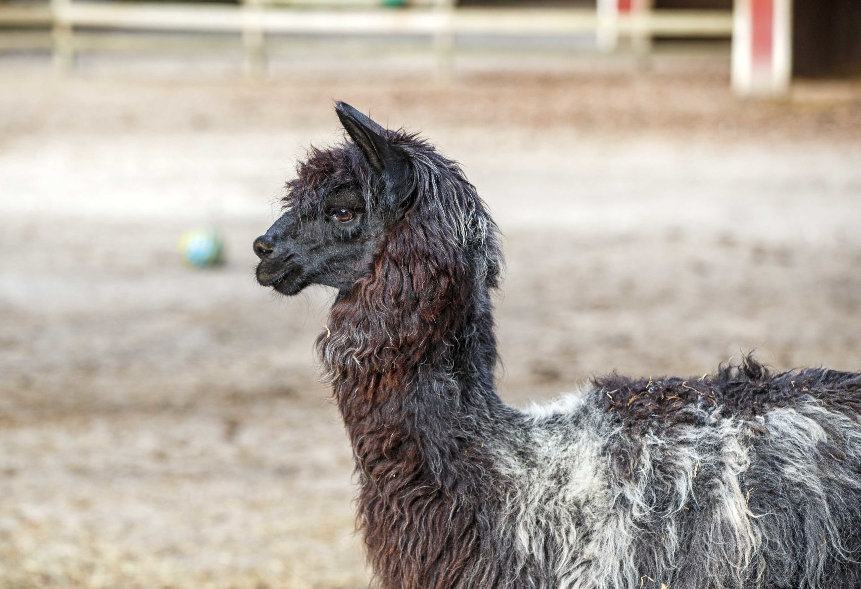 Funny Farm Rescue & Sanctuary